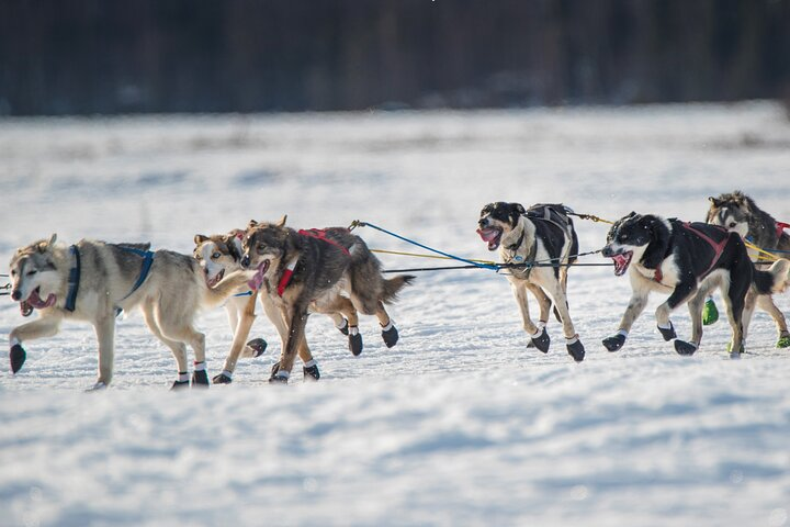 Alaska Dog Sled or ATV Ride in Fairbanks - Photo 1 of 3